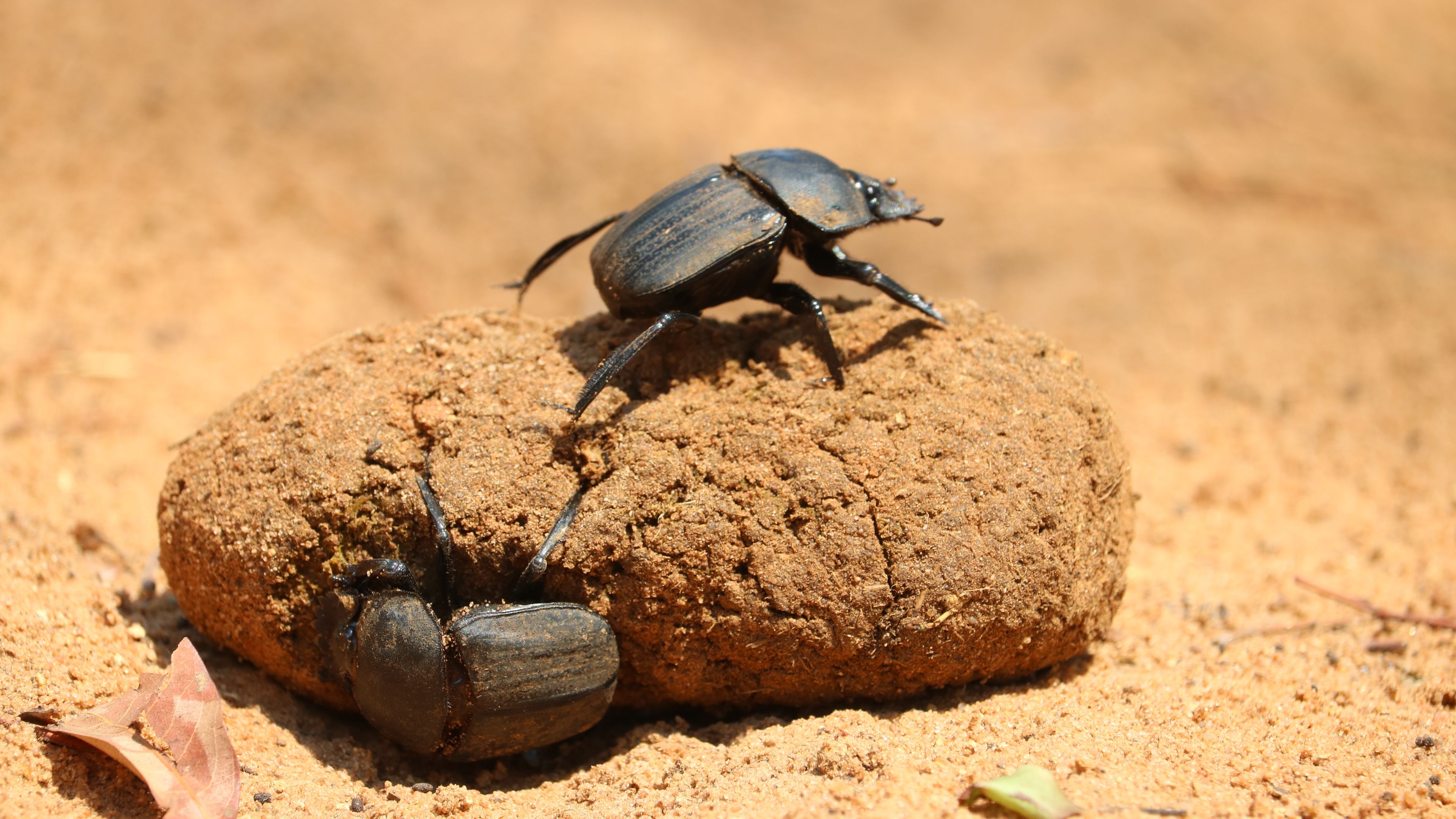A black dung beetle sits atop a large ball of manure.